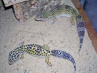 Les geckos léopard Eublepharis macularius sont nocturnes ou crépusculaires. Ils vivent dans des biotopes désertiques. Se reproduisant facilement, il sont très prisés par les amateurs d'animaux exotiques. © Jerome 66, CC by-sa 3.0