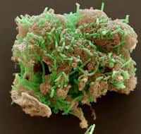 Geobacter est un genre bactérien souvent utilisé en bioremédiation (pour réaliser de la contamination). Sur cette image en microscopie, un groupe de bactéries Geobacter se développe sur un morceau d'oxyde de fer. © Derek Lovley