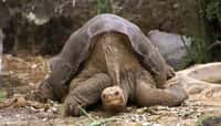 La tortue appartient à la même espèce que George, l’emblême des Galápagos décédé en 2012.&nbsp;©&nbsp;putneymark, Flickr