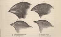 On ne présente plus les pinsons de Darwin... © The Complete Work of Charles Darwin Online