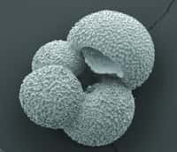 Une globigérine, petit organisme planctonique, fabrique une minuscule coquille calcaire autour de son unique cellule et en produit plusieurs, qui croissent en spirale. © ACE CRC