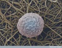 Les globules blancs possèdent des récepteurs membranaires qui leur permettent de sentir une zone en danger, et donc de migrer vers ce lieu. © Anne Weston, Wellcome Images, Flickr, cc by nc nd 2.0