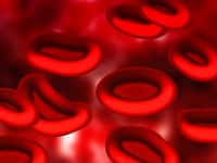 Les globules rouges assurent à la fois la diffusion de l’oxygène des poumons vers les tissus et l’élimination du gaz carbonique vers les voies respiratoires. Leur concentration est de l’ordre de cinq millions par millimètre cube. Ce sont les cellules les plus abondantes du sang, comptant pour environ 40 % de son volume. © Geralt, Pixabay