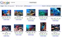 Avec la fonction Similar Images, quelques clics ont suffi pour trouver ces images qui montrent toutes du corail et au moins un poisson coloré.