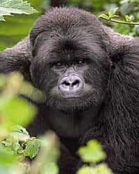 Les gorilles pourraient nous en vouloir. © Unesco