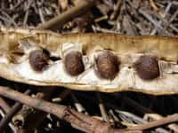 Les graines de Moringa oleifera dont sont extraites des protéines utilisées dans la première étape du traitement des eaux. © Forest & Kim Starr CC by