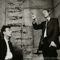 James Watson (à gauche) et Francis Crick (à droite), devant leur modèle de la molécule d’ADN, aux laboratoires Cavendish en 1953. Crédit : A. Barrington Brown / Science Photo Library