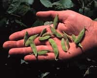 Haricots de soja génétiquement modifié pour résister à l'herbicide Roundup, de Monsanto. © Greenpeace