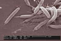 Des bactéries Helicobacter pylori vues en microscopie électronique. Le nom de cette bactérie vient de sa structure externe hélicoïdale. © Janice Carr, CDC, Wikimedia Commons, cc by sa 3.0