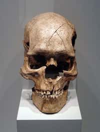Un crâne d'Homo sapiens. © Dr. Günter Bechly CC by-sa