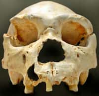 Un crâne d'Homo heidelbergensis. © Wikipedia, José-Manuel Benito