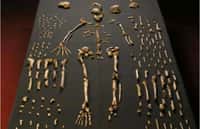 Plusieurs des fragments d'os ayant appartenu à des membres de l'espèce&nbsp;Homo naledi sont présents sur cette photo. © Lee Roger Berger,&nbsp;Wikipédia,&nbsp;CC by-sa 4.0