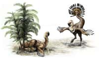 Cet&nbsp;Ingenia&nbsp;yanshini&nbsp;est un oviraptosaure qui vivait en Mongolie voilà&nbsp;70 millions d'années. Ce dinosaure&nbsp;était herbivore et possédait un bec ressemblant à celui des oiseaux modernes. Il pourrait avoir utilisé&nbsp;les plumes de sa queue mobile pour parader à la manière des dindons actuels.&nbsp;©&nbsp;Sydney Mohr