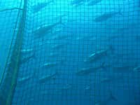La pêche au thon rouge bientôt interdite ? C’est ce que souhaite la France. © Tom Puchner CC by-nc-nd