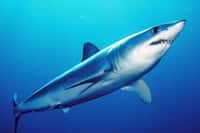 Le requin-taupe bleu (Isurus oxyrinchus) appartient à la famille des requins blancs. C'est la seule espèce qui ne figure pas sur la liste des requins protégés par le moratoire établi en 2006 en Polynésie française. © Mark Colin, DP 