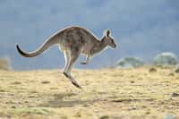 Le kangourou vit exclusivement en Australie et en Nouvelle-Guinée pour les kangourous arboricoles © Oystercatcher,cc by-nc-sa 2.0