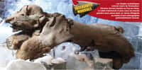 Le bébé mammouth Khroma, 6 mois de vie et plus de 50.000 ans de congélation, est la vedette du musée Crozatier, au Puy-en-Velay (Haute-Loire, Auvergne). A coup sûr, cet invité, qui repartira le 15 novembre 2010, mérite un détour pour une visite... © Musée Crozatier