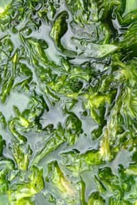 L’ulve, laitue de mer, ou algue verte, encombre souvent nos côtes et serait peut-être mieux, sous forme d’éthanol, dans nos réservoirs… Crédit : Peter Bondo Christensen