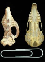 John Wible a fait parler Maelestes gobiensis, une musaraigne du Crétacé. On voit ici son crâne (à gauche) comparé à celui de la taupe à queue velue, une espèce actuelle (à droite). Crédit : John Wible/CMNH