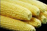 Epis de maïs. Source : United States Department of Agriculture