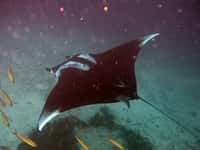 Le buzz du mois : en vidéo,&nbsp;un dauphin blessé demande de l’aide aux plongeurs. À l'origine, le groupe de plongeurs avait organisé cette sortie de nuit pour observer les raies mantas (Manta birostris).&nbsp;C'est l'une des plus grandes raies au monde, pouvant atteindre neuf mètres d'envergure.&nbsp;©&nbsp;jon hanson from london, cc by sa 2.0