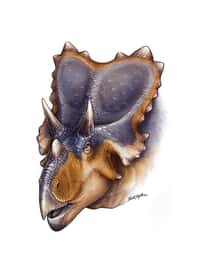 Mercuriceratops gemini était cornu et arborait sur son crâne une collerette en forme d'ailes de papillon. © Danielle Dufault