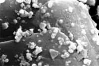 Une vue au microscope électronique d'une population de Metallosphaera sedula. Ces archées tirent leur énergie de l'oxyde d'uranium. ©Yukari Maezato, Paul Blum, University of Nebraska-Lincoln