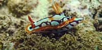 Un nudibranche marin, exemple des surprises de la biodiversité. © MNHN