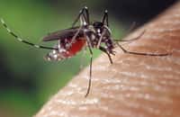 Les moustiques Aedes albopictus et Aedes aegypti peuvent transmettre des maladies à virus. © Licence Wikimedia Commons