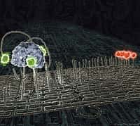 Un nanorobot (la masse grisâtre à gauche), porteur de marqueurs (verts), progresse lentement mais sûrement le long d'un chemin pavé de brins d'ADN, dont il se sert comme les barreaux d'une échelle et qui le conduisent vers sa cible (la masse rouge, à droite). © Paul Michelotti