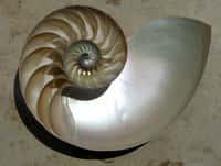 La nacre, bien visible ici, tapisse les chambres d’un nautile (un mollusque céphalopode). Source Commons