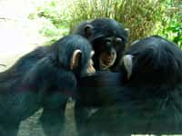 Les chimpanzés communs adultes mesurent entre 1,3 et 1,6 m et pèsent de 40 à 65 kg (pour les mâles). Ils atteignent la puberté vers 10 ans. Leur espérance de vie serait d'environ 50 ans en captivité. © Joachim S. Müller, Flickr, cc by nc sa 2.0