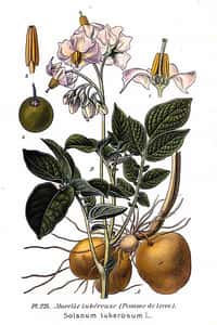 Les pommes de terre (Solanum tuberosum), à la fois plantes comestibles et… plantes carnivores ! © A. Masclef, domaine public
