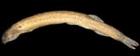 Ce Pangio longimanus mâle découvert au Laos vient d’être décrit. Cette nouvelle espèce de poisson d’eau douce est la plus petite (23 mm) des cobitidés. © Ralf Britz et Maurice Kottelat, American Museum of Natural History
