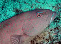 Les truites de corail (sujets de l'étude sur les mélanomes) sont des mérous et donc des serranidés. Elles ne s'éloignent jamais de plus de 500 m d'un récif.&nbsp;© fabvirge, Flickr, CC by-nc-sa 2.0