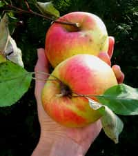 Bio ou pas, ceci n'est qu'une pomme... © flora.cyclam / Flickr - Licence Creative Common (by-nc-sa 2.0)
