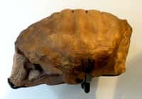 Proterochersis robusta : c'est le premier (et jusqu'alors l'unique) fossile de tortue découvert au XIXe siècle en Allemagne daté du Trias. © Wikipédia