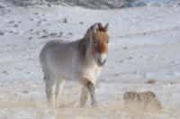 Ce cheval de Przewalski a été photographié en janvier 2010 à Khomyntal, dans l’ouest de la Mongolie, sur l’une des trois zones de réintroduction. La température peut y descendre jusqu’à -47 °C. Cet équidé est arrivé sur place en 2004. Il était auparavant élevé au Villaret (France), par l’Association pour le cheval de Przewalski. © Claudia Feh, Association pour le cheval de Przewalski: TAKH