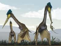 Les Quetzalcoaltus marchaient sur leurs quatre pattes, des empreintes fossilisées en attestent. Ils se nourrissaient probablement, selon la dernière hypothèse en date, de petits mammifères capturés sur terre. © Mark Witton et Darren Naish 2008, Plos One