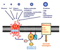 Schéma d'un RCPG, récepteur couplé aux protéines G, installé sur la membrane d'une cellule. Avec sa structure comportant 7 hélices, il dépasse à l'extérieur de la cellule (en haut) et à l'intérieur (en bas). Spécifique à un stimulus (molécule, ion, lumière...), il s'active en sa présence. Son interaction avec les protéines G provoque la phosphatation d'une coenzyme, la GDP, guanosine diphosphate, qui devient triphospahte (GTP). Ainsi activée, la protéine G déclenche l'action de différents effecteurs qui modifieront le métabolisme de la cellule. (D'après Bockaert et Pin). © Maurel Damien, CC by-nc-sa 2.0