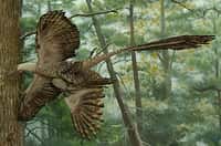 Le Microraptor, tel qu'on le représente à l'American Museum of Natural History, à New York. Ce reptile ailé vivait entre 125 et 130 millions d'années avant notre ère. Principale originalité : des ailes sur les pattes arrière, une formule oubliée depuis longtemps… ©&nbsp;American Museum of Natural History