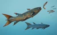 Le&nbsp;cœlacanthe&nbsp;Rebellatrix divaricerca devait chasser de petits poissons en pleine eau,&nbsp;au sein de l'océan à l'ouest de la Pangée, durant le&nbsp;Trias.&nbsp;©&nbsp;Michael Skrepnick