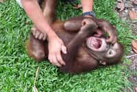 Marina Davila Ross en plein travail sur un jeune orang-outan. Crédit : Miriam Wessels/University of Veterinary Medicine