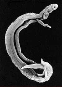 Schistosoma mansoni, parasite responsable de la bilharziose intestinale. © Loker laboratory/University of New Mexico