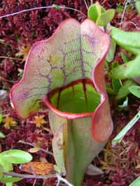 Les pièges de la sarracénie pourpre (Sarracenia purpurea) sont formés par des feuilles. Cette plante originaire d'Amérique du Nord a déjà été observée dans le Jura. © Rob Lilieholm