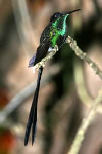 Le colibri à queue en ciseaux, endémique du Venezuela, est un des oiseaux tropicaux menacés par le changement climatique. &copy; Ça&#287;an &#350;ekercio&#287;lu, University of Utah