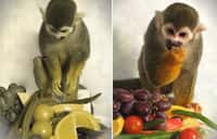 Un succulent repas, tellement plus appétissant lorsqu'il est vu en couleurs (à droite) que lorsqu'il apparaît comme le perçoivent les singes-écureuils mâles (à gauche). © Neitz Laboratory