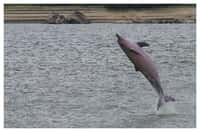 Les dauphins de Guyane peuvent détecter leurs proies grâce à des champs électriques. &copy; Archilider, Wikimedia, CC BY-SA 3.0
