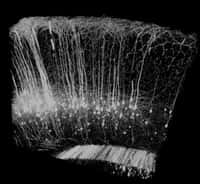 Dans les tissus rendus transparents, la fluorescence des protéines (obtenue par voie génétique) permet de visualiser les réseaux de neurones en trois dimensions, de façon bien plus efficace qu'avec les techniques classiques de microscopie. © Riken BSI