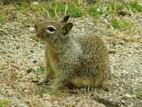 Spermophilus beecheyi, ou écureuil de Californie. Crédit : California Ground Squirrel.